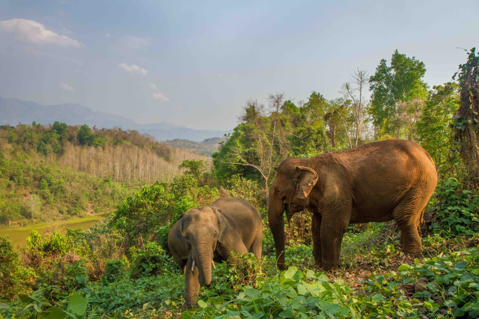 Elephant-1-Small-2048x1365