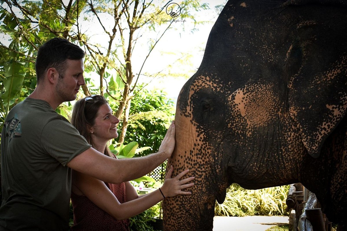 elephant-jungle-sanctuary3