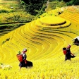 Book now PRIVATE 5-DAY MU CANG CHAI & SAPA TRIP
