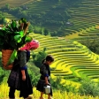 Book now Sapa Adventure: Hard Trekking for 6 days 5 nights