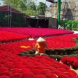 Book now FROM HANOI: QUANG PHU CAU INCENSE VILLAGE - HOA LU - TRANG AN PRIVATE TOUR