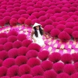Book now Incense Village Private Tour from Hanoi to Ninh Binh Old Capital